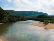 石垣島汽水域