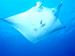 0811manta.png