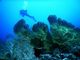 珊瑚礁ダイビング