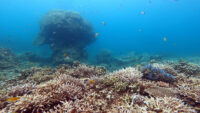 天気は1日持ち堪えた！石垣島ダイビング