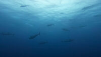 マグロ祭りでした～！離島＆石垣島ダイビング