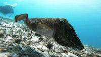 離島の方が良いかも？離島方面ダイビング