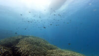 お～～青い海でございます！離島ダイビング