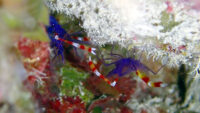 青い海ですね～！石垣島ダイビング