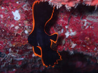 あら？また抜け出せない？石垣島ダイビング