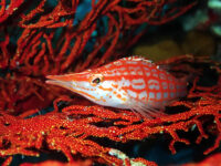 透明度は良いですが！離島方面ダイビング