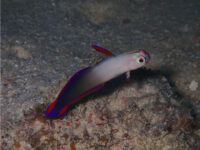 せめてもの救いは？石垣島ダイビング