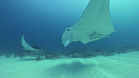 本日もラストはマンタ！！石垣島ダイビング＆離島ドリフト