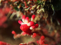 狙っては見ましたが・・・離島ダイビング