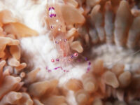 ノンビリダイビング～離島ダイビング