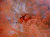 いやいや寒かった・・・石垣島ダイビング