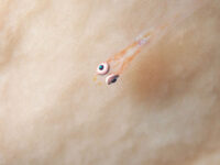 辛うじて見れた！離島ダイビング