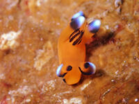 新年２日目は・・・石垣島ダイビング