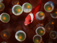 ホッと一息つけました！石垣島ダイビング