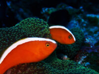 なかなかスカッと晴れません！離島ダイビング