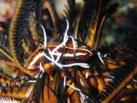 時化てますね・・・石垣島ダイビング