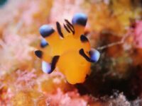 頑張りましたが・・・離島方面ダイビング