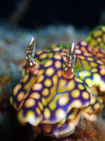 本日から再開でございます！離島ダイビング