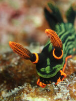 冷え～と時化ております・・・石垣島ダイビング