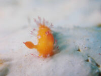 本日は２ダイブ！石垣島ダイビング