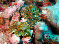 東奔西走でした・・・石垣島ダイビング＆離島ドリフト