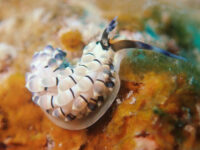 石垣島を北上して！石垣島ダイビング