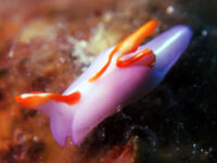 ワイドの予定が・・・離島ダイビング