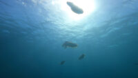 クゥ～タイミングがズレてる・・・石垣島ダイビング
