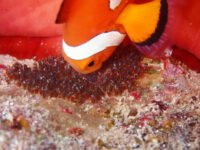 この天候と海況は・・・石垣島ダイビング