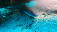 久しぶりの島周りでエイ！石垣島ダイビング