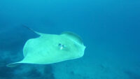 石垣島で狙うなら？石垣島ダイビング