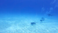 波照間島へ遠征です！離島遠征ダイビング