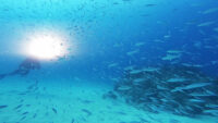 ワイドな水中を楽しみました！離島ダイビング
